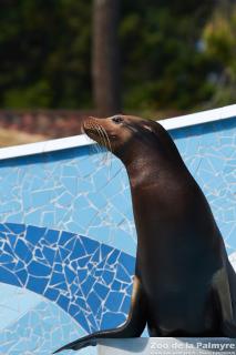 Otarie de Californie au Zoo de la Palmyre