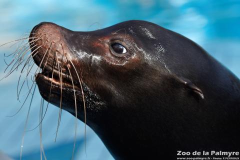 Otarie de Californie au Zoo de la Palmyre