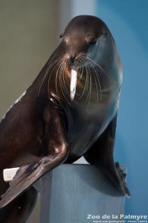 Otarie de Californie au Zoo de la Palmyre