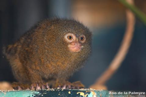 Ouistiti Pygmée au Zoo de la Palmyre