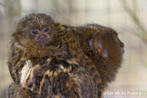 Ouistiti Pygmée au Zoo de la Palmyre