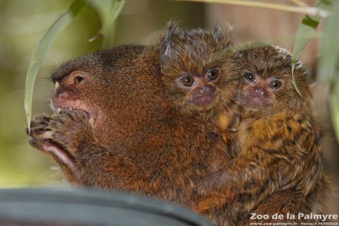 Ouistiti Pygmée au Zoo de la Palmyre