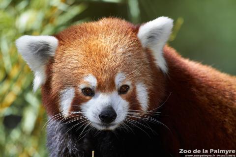 Panda Roux au Zoo de La Palmyre