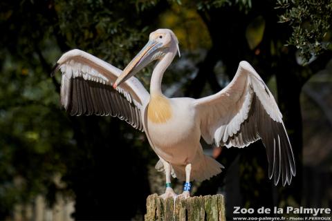 Pélican blanc au Zoo de la Palmyre