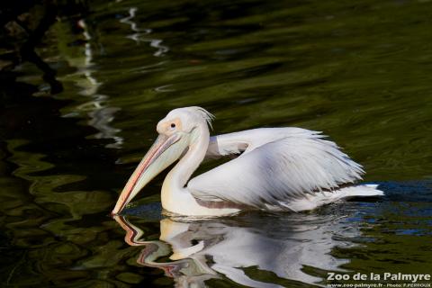 Pélican blanc au Zoo de la Palmyre