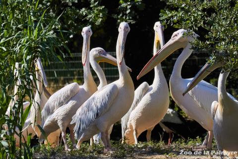 Pélican blanc au Zoo de la Palmyre