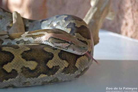 Python molure au zoo de la palmyre