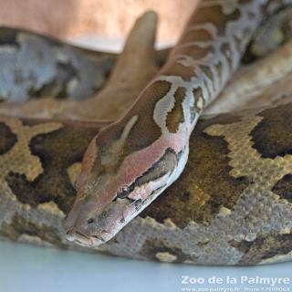 Python molure au zoo de la palmyre