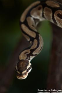 Python royal au zoo de la palmyre