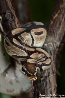 Python royal au zoo de la palmyre