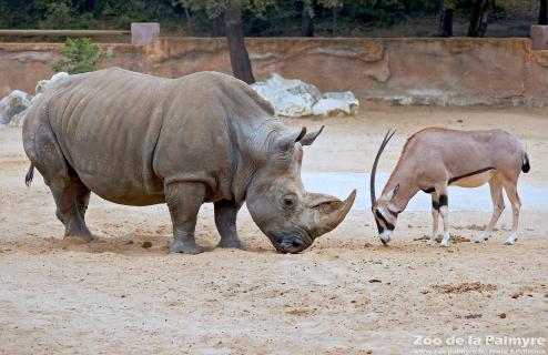 Rhinoceros blanc au Zoo de la palmyre