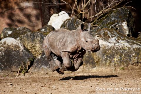 Rhinoceros blanc au Zoo de la palmyre