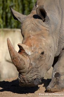 Rhinoceros blanc au Zoo de la palmyre