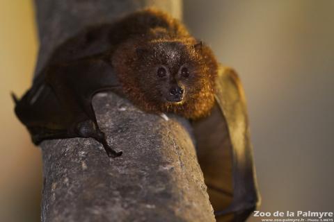 Roussette de Rodruigue au Zoo de la Palmy