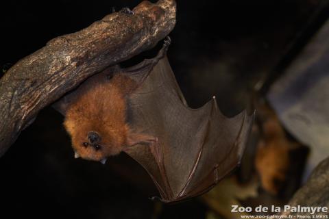 Roussette de Rodruigue au Zoo de la Palmy