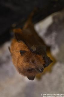 Roussette de Rodruigue au Zoo de la Palmy