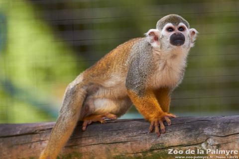 Saimiri au Zoo de la Palmyre