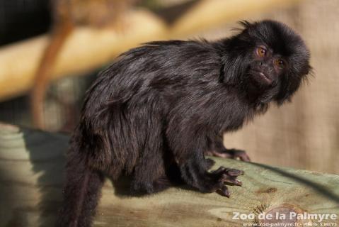 Singe de Goeldi au Zoo de la Palmyre