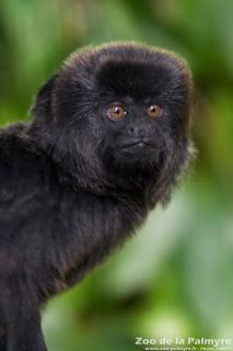 Singe de Goeldi au Zoo de la Palmyre