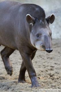 Tapir au Zoo de la Palmyre