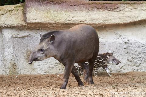 Tapir au Zoo de la Palmyre