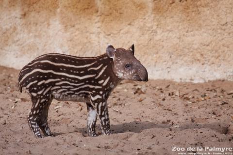 Tapir au Zoo de la Palmyre