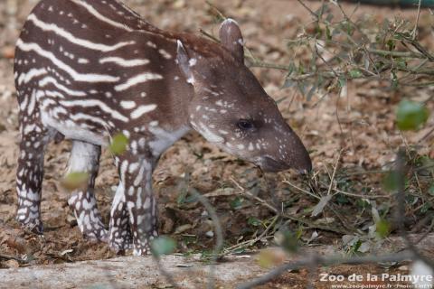 Tapir au Zoo de la Palmyre