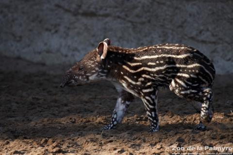 Tapir au Zoo de la Palmyre