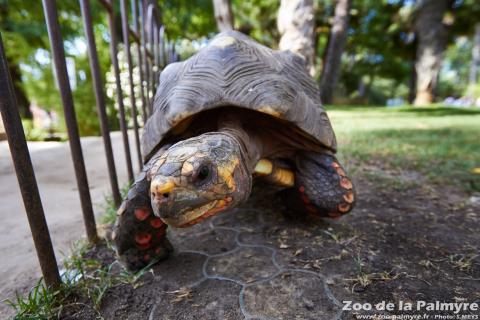 Tortue charbonnière au Zoo de la Palmyre