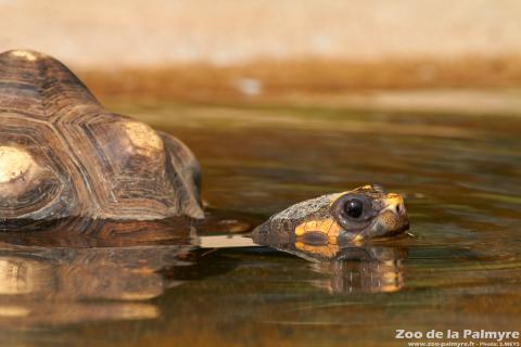 Tortue charbonnière au Zoo de la Palmyre