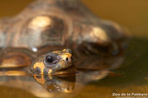 Tortue charbonnière au Zoo de la Palmyre