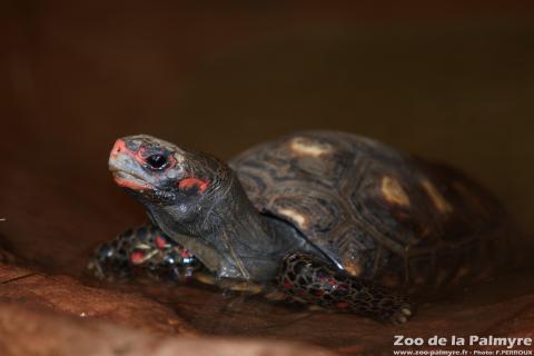 Tortue charbonnière au Zoo de la Palmyre