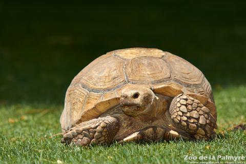 Tortue à éperon au zoo de la palmyre