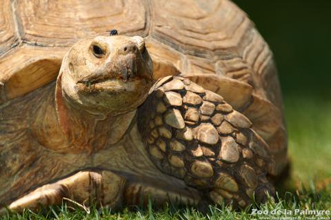 Tortue à éperon au zoo de la palmyre