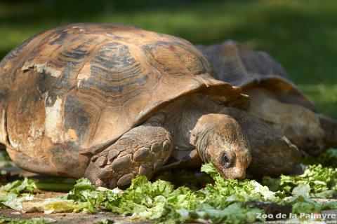 Tortue à éperon au zoo de la palmyre