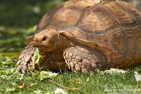 Tortue à éperon au zoo de la palmyre