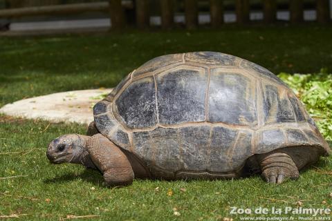 Tortue géante d’Aldabra au Zoo de la Palmyre