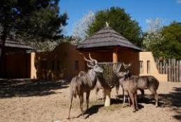 Les grands koudous au zoo de la palmyre