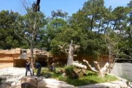 Enclos des mandrills au Zoo de la Palmyre