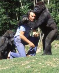 Premiers gorilles au Zoo de la Palmyre en 1974